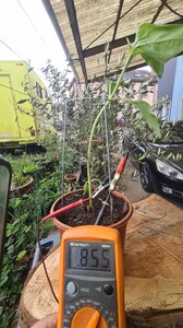 Test au multimètre la puissance électrique obtenue avec des circuit lakhovsky acier/zinc et cuivre électroculture